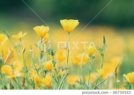 Poppy flower in full bloom 86730583