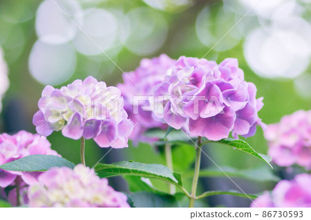 Hydrangea blooming during the rainy season Hydrangea blooming during the rainy season 86730593