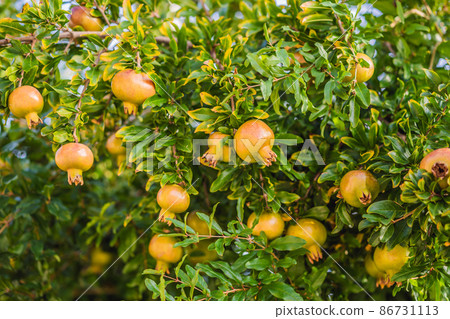 Ripe pomegranate fruits hanging on a tree branches in the garden. Harvest concept. Sunset light. soft selective focus, space for text Ripe pomegranate fruits hanging on a tree branches in the garden. Harvest concept. Sunset light. soft selective focus, space for text 86731113