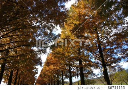 滋賀縣牧野pickland的秋天 86731133