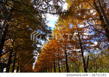 Shiga Prefecture Makino Pickland scenery in autumn 86731163