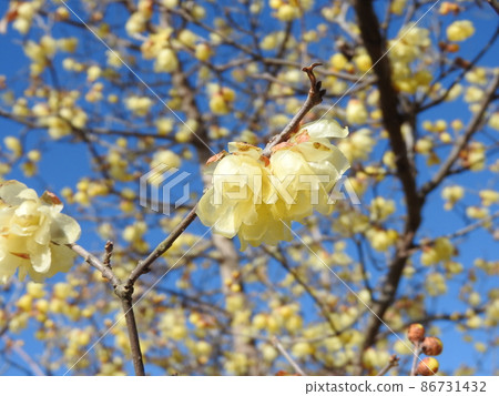Wax-like translucent flower "Japanese allspice" that blooms in winter Wax-like translucent flower "Japanese allspice" that blooms in winter 86731432