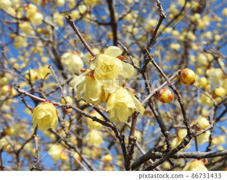 Wax-like translucent flower "Japanese allspice" that blooms in winter Wax-like translucent flower "Japanese allspice" that blooms in winter 86731433