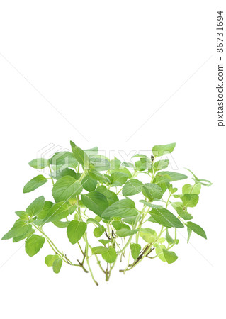 Hillarys Sweet Lemon 86731694