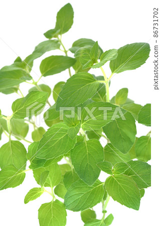 Hillarys Sweet Lemon 86731702