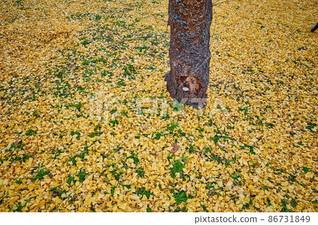 Ginkgo carpet 86731849
