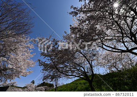 筱山城的櫻花 86732011