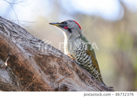 在明治神宮和高尾山的森林中可以看到的熟悉的野鳥,綠色和紅色美麗的啄木鳥綠色啄木鳥 在明治神宮和高尾山的森林中可以看到的熟悉的野鳥,綠色和紅色美麗的啄木鳥綠色啄木鳥 86732376