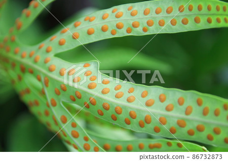 Fern leaf and spore on it. Fern leaf and spore on it. 86732873