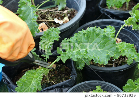 Use the tip of the sharp blade of the scissors. cut at the stem of the kale to cook. Use the tip of the sharp blade of the scissors. cut at the stem of the kale to cook. 86732929