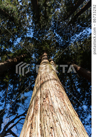 [Nagano Prefecture] Togakushi Shrine Okusha 86733292