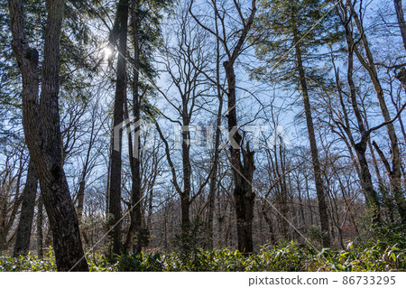 [長野縣]戶隱神社奧社 86733295