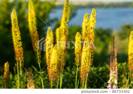 Foxtail lilies. Desert Candles, Eremurus. 86733302