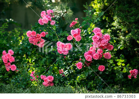 Rose flower on background blurry pink roses flower in the garden of roses. Nature. Rose flower on background blurry pink roses flower in the garden of roses. Nature. 86733303