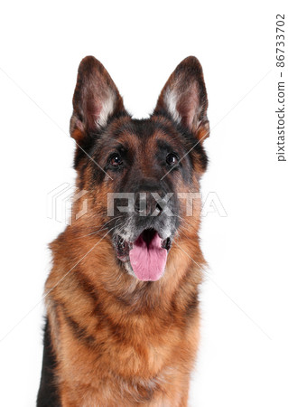 Close up portrait of head of old german shepherd dog sitting with tongue out isolated on white background Close up portrait of head of old german shepherd dog sitting with tongue out isolated on white background 86733702