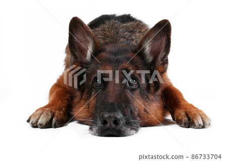 Close up portrait of head of old german sheperd dog lying down isolated on white background Close up portrait of head of old german sheperd dog lying down isolated on white background 86733704