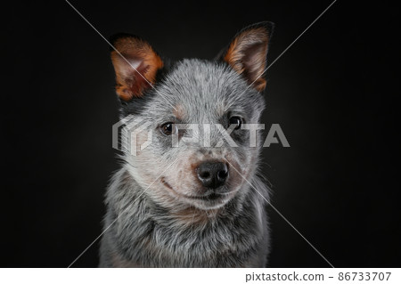 Close up portrait of australian cattle dog or blue heeler breed dog isolated on black background Close up portrait of australian cattle dog or blue heeler breed dog isolated on black background 86733707
