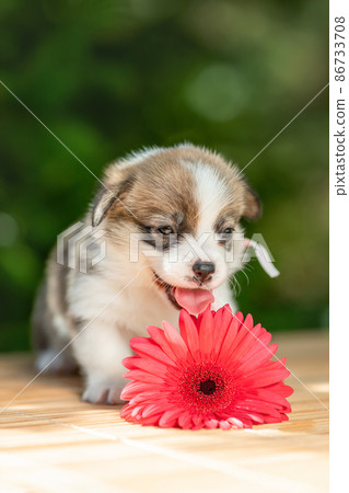 Funny cute little puppy of pembroke welsh corgi breed dog with tongue out lying outdoors near pink flower at summer nature Funny cute little puppy of pembroke welsh corgi breed dog with tongue out lying outdoors near pink flower at summer nature 86733708