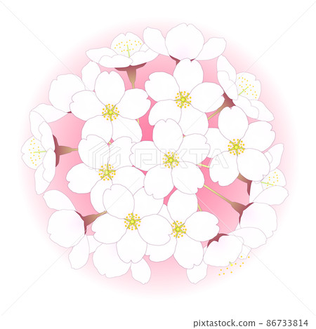 櫻花盛開在粉紅色的圓形背景上。吉野櫻花。 86733814
