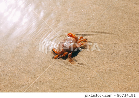 Sand texture background with red crab or crayfish. Nature sand top view on beach in summer. Wave pattern on the coast. Close up of some sand on the shore. Sand texture background with red crab or crayfish. Nature sand top view on beach in summer. Wave pattern on the coast. Close up of some sand on the shore. 86734191