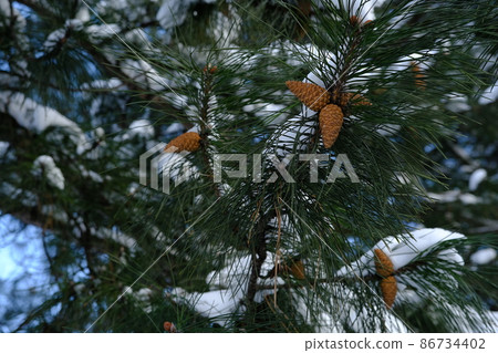 spruce with cones in winter time under snow on a sun shiny day spruce with cones in winter time under snow on a sun shiny day 86734402