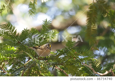 Goldcrest 棲息在一棵咖椰樹上 86734740