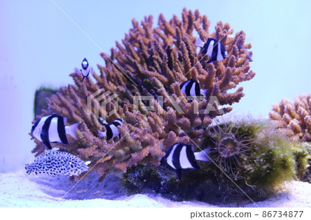 珊瑚礁裡有很多黑白條紋的熱帶魚 珊瑚礁裡有很多黑白條紋的熱帶魚 86734877