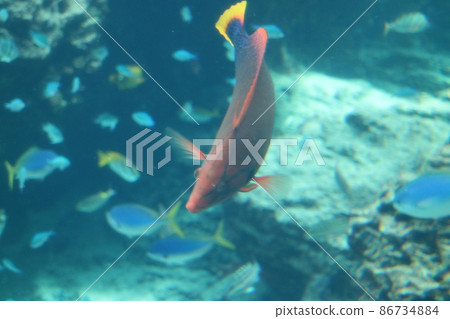 水族館裡的熱帶魚和珊瑚礁群 水族館裡的熱帶魚和珊瑚礁群 86734884