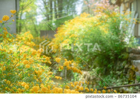 Photographed the yellow Yamabuki in early summer at Matsuo Taisha Shrine, Nishikyo-ku, Kyoto Photographed the yellow Yamabuki in early summer at Matsuo Taisha Shrine, Nishikyo-ku, Kyoto 86735104