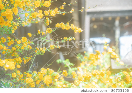 Photographed the yellow Yamabuki in early summer at Matsuo Taisha Shrine, Nishikyo-ku, Kyoto Photographed the yellow Yamabuki in early summer at Matsuo Taisha Shrine, Nishikyo-ku, Kyoto 86735106
