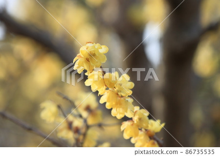 日本五香粉花，日本五香粉 86735535