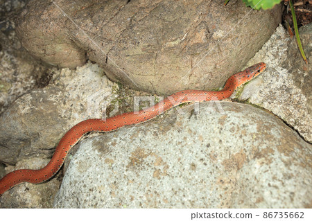 Euprepiophis Conspicillatus Euprepiophis Conspicillatus 86735662