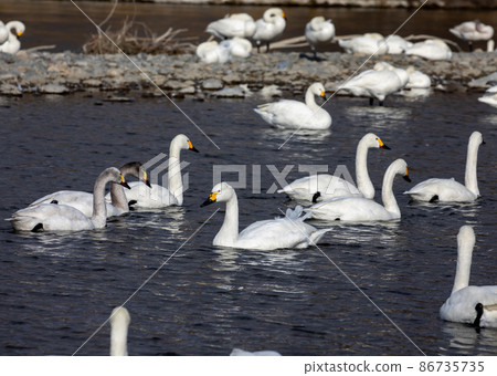 Swan 86735735