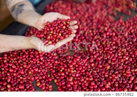 african workers are picking out fresh coffee beans at washing station 86735982