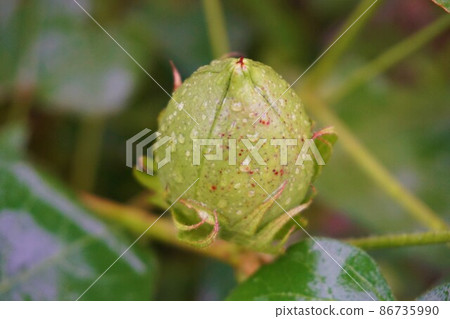 Cotton cotton Western cotton cotton cotton plant 86735990