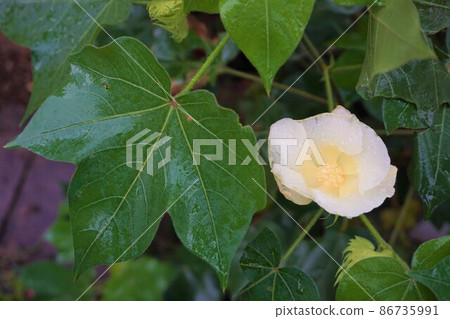 Cotton cotton Western cotton cotton cotton plant 86735991