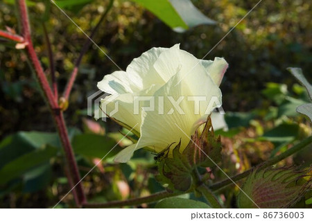 棉花 棉花 西部棉花 棉花 棉花廠 86736003