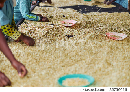 african workers are picking out fresh coffee beans at washing station african workers are picking out fresh coffee beans at washing station 86736016