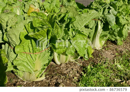 Chinese cabbage (Chinese cabbage) in the field and before harvest Chinese cabbage (Chinese cabbage) in the field and before harvest 86736579