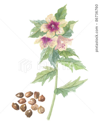 天仙子花和種子 86736760