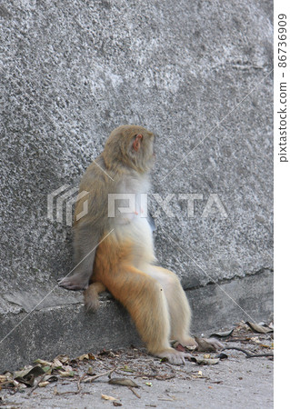 a Monkey at hong kong, Kam Shan Country Park 86736909