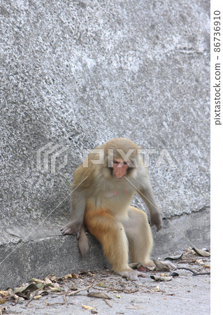 a Monkey at hong kong, Kam Shan Country Park 86736910
