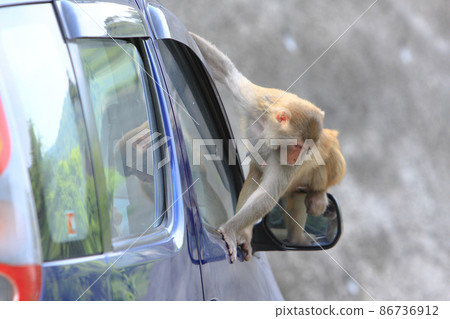 a wild monkey climbing on a car at Kam Shan in Hong Kong 86736912