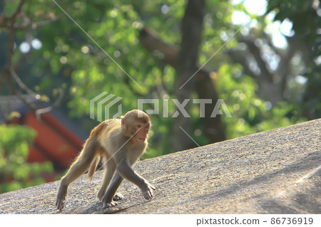 the Wiild Monkey In Kam Shan Country Park, Kowloon the Wiild Monkey In Kam Shan Country Park, Kowloon 86736919
