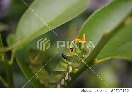 Swallowtail butterfly, swallowtail butterfly larva, fifth-instar larva, last-instar larva, osmeterium Swallowtail butterfly, swallowtail butterfly larva, fifth-instar larva, last-instar larva, osmeterium 86737310