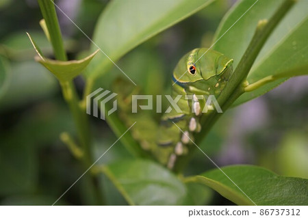 Swallowtail butterfly, swallowtail butterfly larva, fifth-instar larva, last-instar larva, osmeterium 86737312