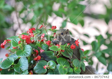 the Squirrelsl Eat the Flower at nature 86737442