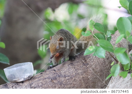 the Squirrels are members of the family Sciuridae the Squirrels are members of the family Sciuridae 86737445