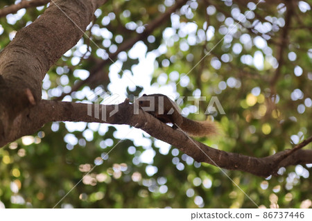 the Squirrels are members of the family Sciuridae the Squirrels are members of the family Sciuridae 86737446