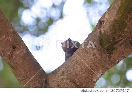 the Squirrels are members of the family Sciuridae the Squirrels are members of the family Sciuridae 86737447